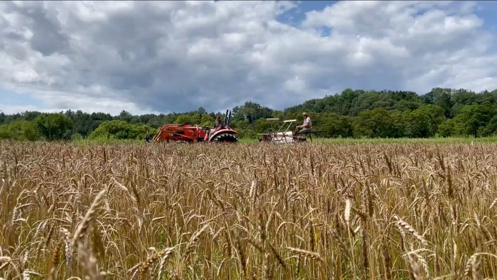 Wheat Berries, Hard Red Spring Wheat