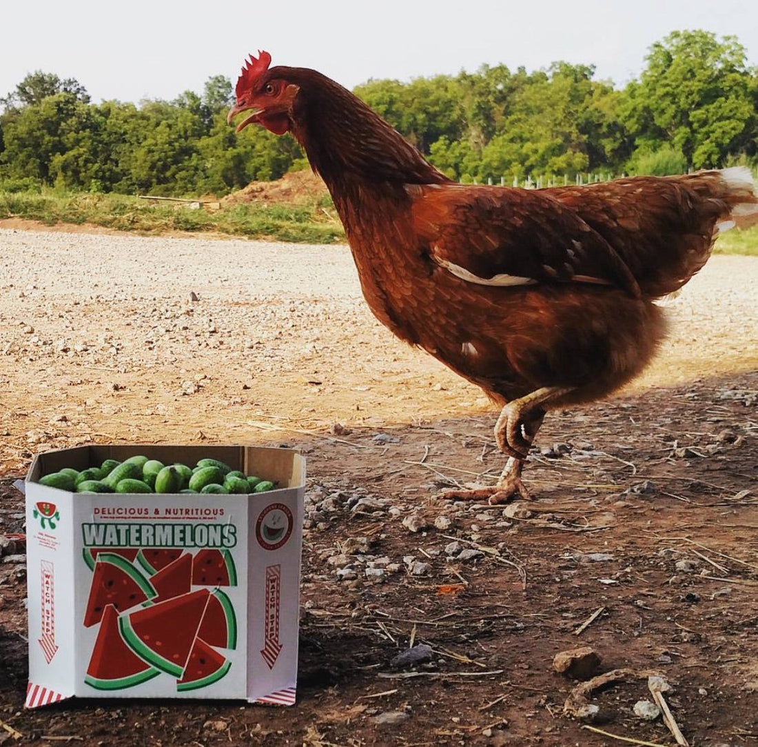 Interview With The Chicken